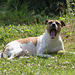 Jack Russell Terrier Rico DSC09802