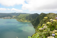 Azores, Island of San Miguel, Wild Flowers on the Caldera of Cete Citades