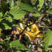 Fruits d'automne, Rubus fruticosus