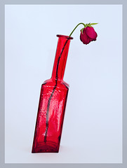 Wonky Bottle, Wilting Rose