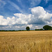 Summer clouds over Gnosall