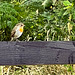 Young Robin fending for itself