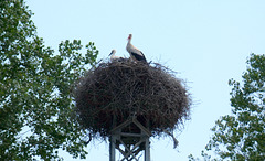 Nesting Storks