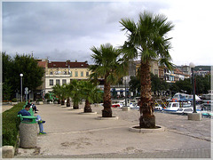 Crikvenica - palm trees