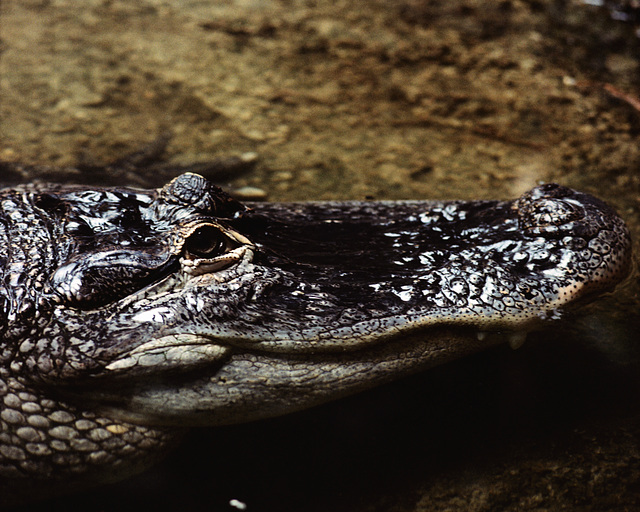 Crocodile - London Zoo, 1982