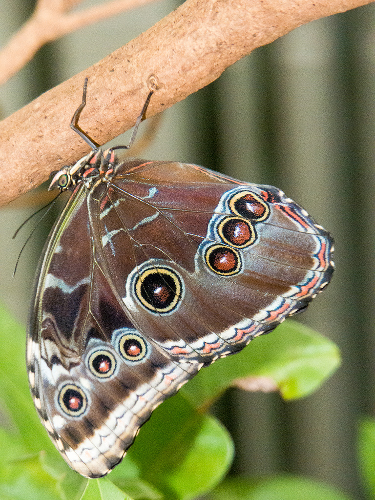 Chester zoo butterfly house. (3)