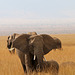 Field of elephants (Explored)