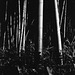 Bamboo grove