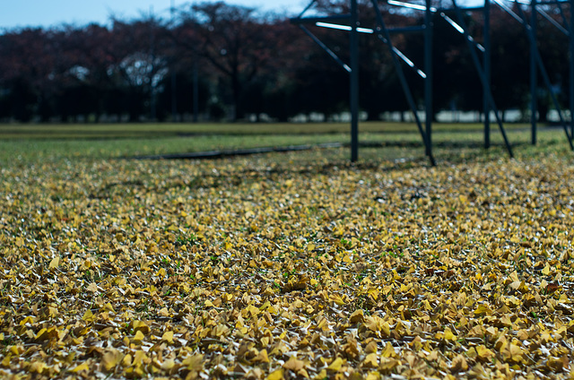 Ginkgo leaves on the ground