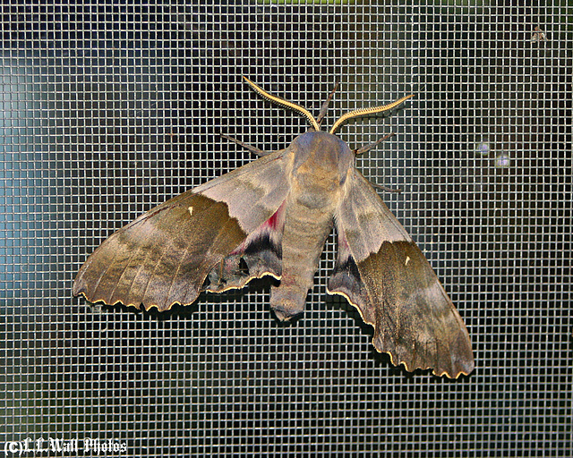 Hawk Moth ?  (ID needed)