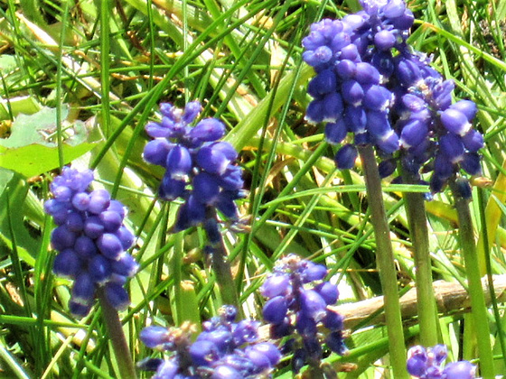 Grape hyacinths