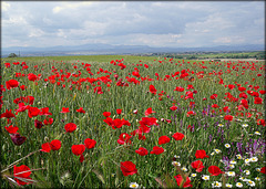 Poppy field. For Pam.