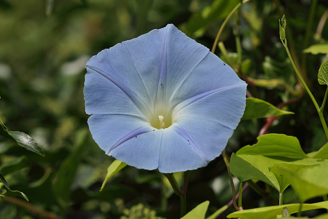 Morning glory (Heavenly blue) flower