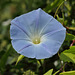 Morning glory (Heavenly blue) flower