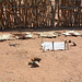 Namibia, Ancient Skin Drying Technology in the Damara Living Museum