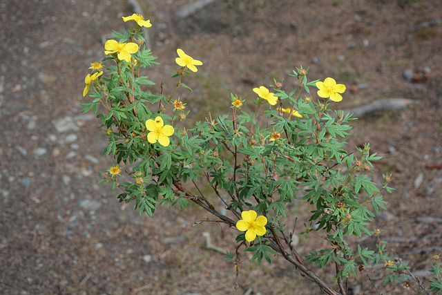 Alaska, Yellow Flowers at the Horseshoe Lake Trail