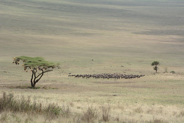 Ngorongoro, Herd of Wildebeests