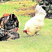 Chickens At Featherstone Picnic Area.