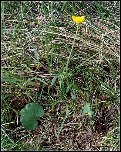 Ranunculus auricomis (1) Ranunculus auricomis (1)