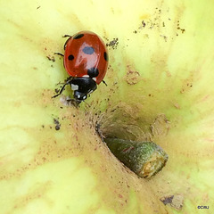 Ladybird exploring an apple