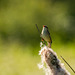 Sedge warbler