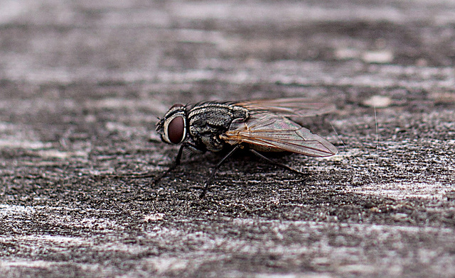 20110519 3103RMw [D~MI] Insekt, Großes Torfmoor, Hille