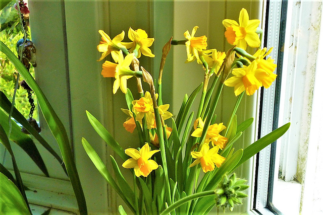 Miniature daffodils on my window sill