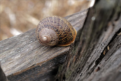 Penedos, Snail on gate