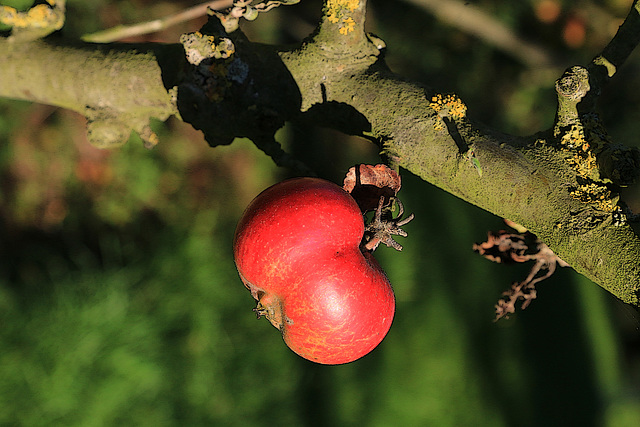 Pour la pomme empoisonnée destinée à Blanche-Neige , patience , ce n'est pas encore la période de récolte