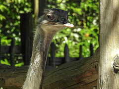 20170527 1760CPw [D~LIP] Emu, Vogelpark Detmold-Heiligenkirchen
