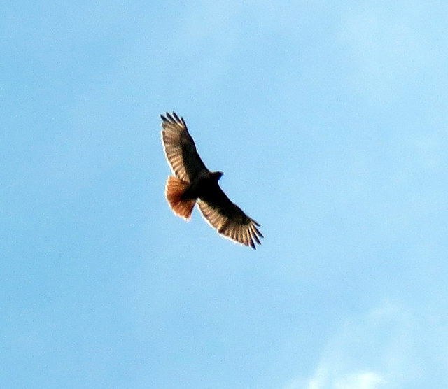 Adult Red-tailed hawk