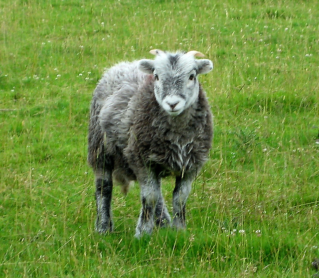 Young Herdwick Sheep, Cumbria