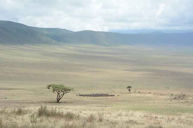 A Herd of Wildebeest at the Bottom of the Ngorongoro Crater