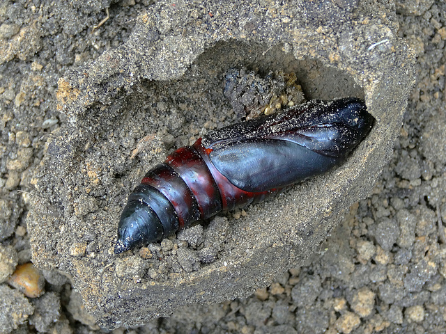 Pupae of   a Deathsheadhawkmoth ♀️ in cocoon of loam