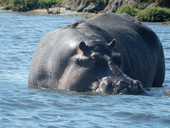 hippo and friend