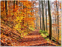 Golden autumn forest