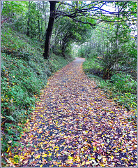 CWP 10/2020 - i colori dell'autunno - le chemin des feuilles mortes - 1point