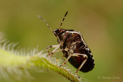 Eysarcoris venustissimus (Woundwort Shieldbug)