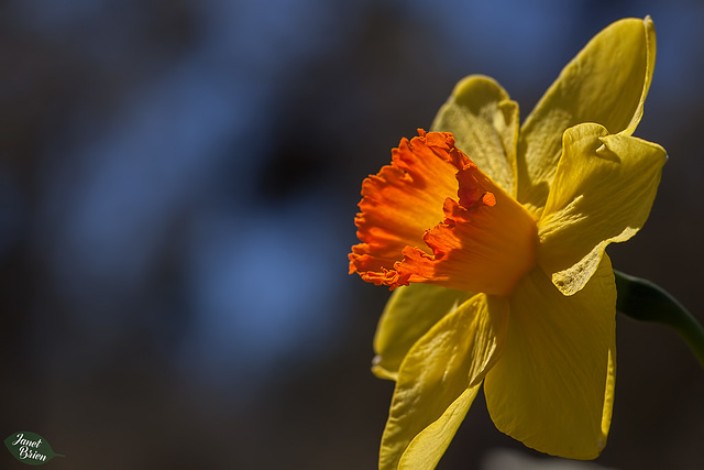 299/366: Stunning Orange-Cupped Daffodil