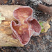 DSCN2039a - fungo orelha-de-judas Auricularia fuscosuccinea, Auriculariales  Agaricomycetes Basidiomycota