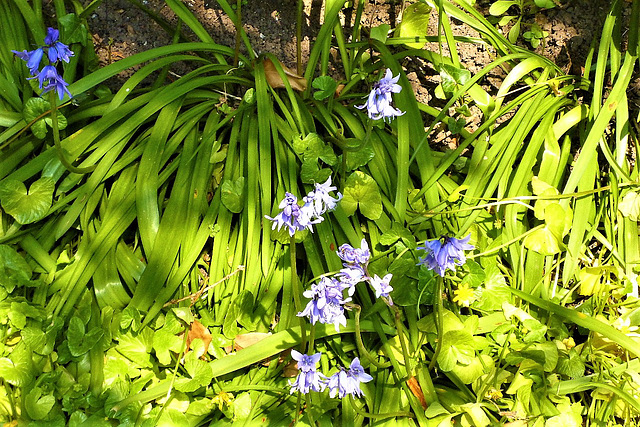 The bluebells on my driveway