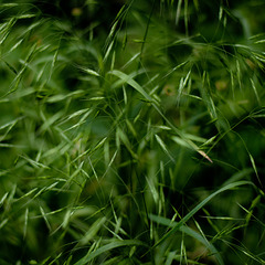 Forest Grass 035