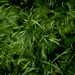 Forest Grass 035