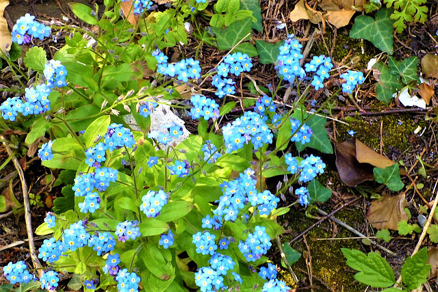 So many forget-me-nots are everywhere