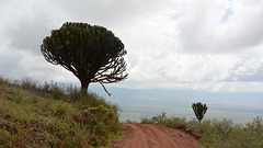 The Road along the Ridge of the Ngorongoro Crater