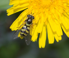 HoverflyIMG 6408-1