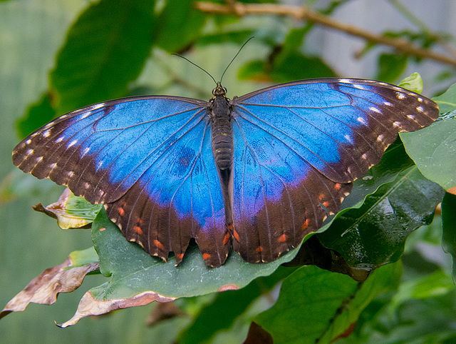 Blue morphisto butterfly
