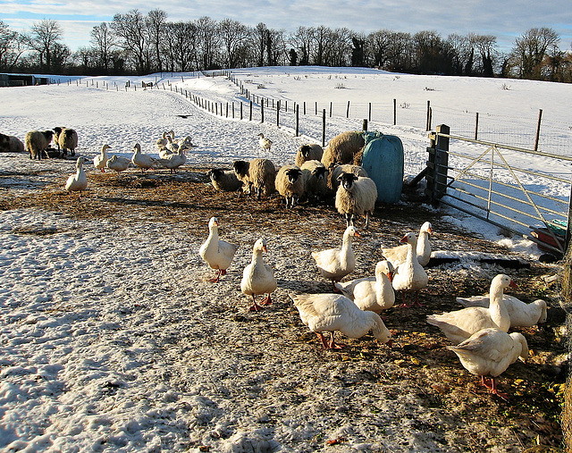Down on the farm in Winter, North Yorkshire