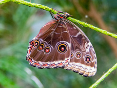 Blue morpho with wings closed