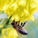 17. Dez. 2019 !!! - Biene in der Blüte einer Mahonia Winter Sun